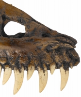 Albertosaurus, maxilla