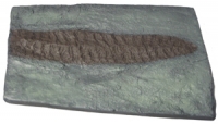 Charniodiscus concentricus. Ediacaran Fauna