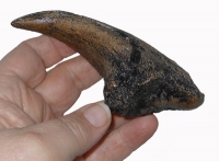 Acrocanthosaurus, claw of hand