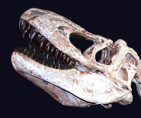 Tarbosaurus bataar, juvenile skull replica