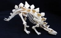 Stegosaurus Test-Tube Skeleton 9 Piece Kit  