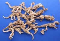 12 Mini Dinosaur Skeletons