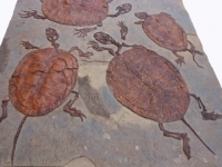 Manchurochelys liaoxiensis, 4  fossil turtle mortality plate