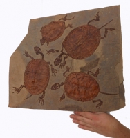 Manchurochelys liaoxiensis, 4  fossil turtle mortality plate