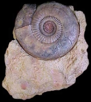 Pakinsonia sp., ammonite