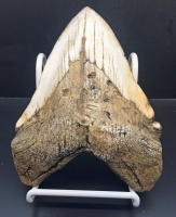 Massive 6 7/8 Inch Megalodon (Otodus megalodon) tooth