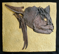 Xiphactinus audax, the X fish skull