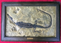 Mesosaurus braziliensis, framed