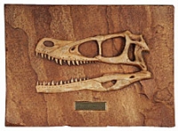 Velociraptor, skull profile