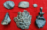 Ankylosaurus bones, scutes, osteoderms, spike, vertebra (6 piece set)