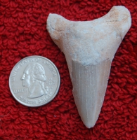 Otodus obliquus authentic fossil shark tooth
