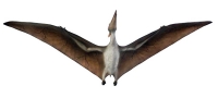 Pterosaur, Pteranodon 5 Foot Wingspan Hanging Model
