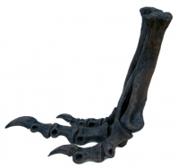 Juvenile Tyrannosaurus rex (Tinker) Foot