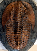 Andalusia sp. Trilobite