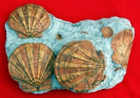 Plagioctenium (Chlamys) boulogniensis, clam, scallop, pecten