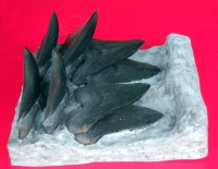 Megalodon Tooth Progression With 8, 6 Inch Teeth, Otodus megalodon
