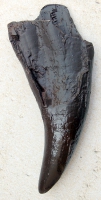Tyrannosaurus rex, (Monty) tooth with flattened root