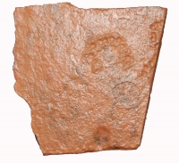Horodyskia williamsii, Precambrian Biota