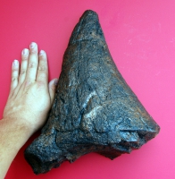 Triceratops Nose Horn 15 Inch