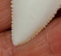 Carcharodon carcharias (Great White Shark) Tooth