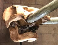 Mastodon Skull & Tusks (Mammut americanium)