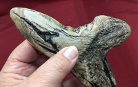 5 7/8 Inch Otodus Megalodon Shark Tooth Pathology choose color
