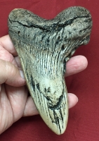 5 7/8 Inch Megalodon Shark Tooth Pathology choose color