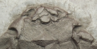 Pterichthyodes milleri, Placoderm