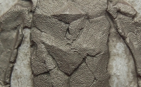Pterichthyodes milleri, Placoderm