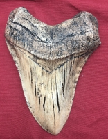 Otodus megalodon tooth