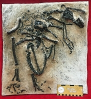 Bambiraptor feinbergi Skeleton, In Situ