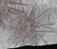 Archiocidaris brownwoodensis, sea urchin