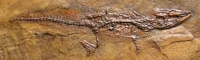 Baryphracta deponiae, Messel Crocodile