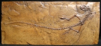Ornatocephalus, Messel Lizard