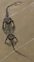 Keichousaurus hui, marine reptile