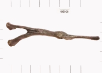 Miasaura Dinosaur Bone Pathology, of a Broken & Healed Chevron