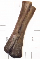 Miasaura Dinosaur Bone Pathology, of a Broken & Healed Hand Bone