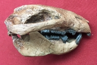Meniscoessus Skull, a Multitubercula