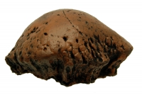 Stegoceras, skull dome (Pachycephalosaurus)