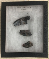 Daspletosaurus, 3 Authentic Dinosaur Teeth