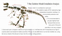 3D Tyrannosaurus rex Skeleton Kit With 60 Pieces