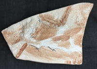 Archaeopteryx, Haarlem Specimen