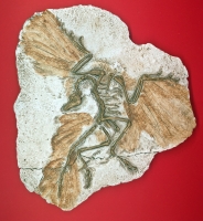 Archaeopteryx lithographica First Bird MODEL Berlin Specimen