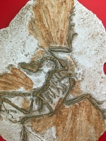 Archaeopteryx lithographica First Bird MODEL Berlin Specimen
