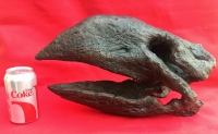 Gastornis gigantea, Giant Terror Bird Skull