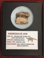 Authentic Hadrosaur Dinosaur Fossil Jaw Section