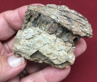 Authentic Hadrosaur Dinosaur Fossil Jaw Section