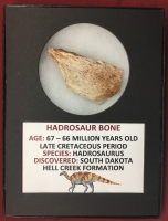 Authentic Hadrosaur Dinosaur Fossil Bone