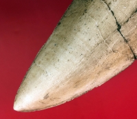 Giganotosaurus, tooth