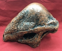 Stegoceras, skull (Pachycephalosaurus)